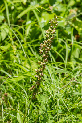 Épipactis à larges feuilles ou Elléborine à larges feuilles — Epipactis helleborine (L.) Crantz, 1769