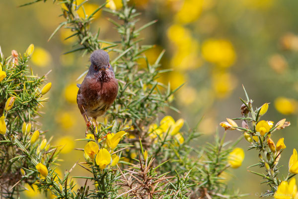 Fauvette pitchou — Curruca undata (Boddaert, 1783), (Saint-Martin-d'Oney (40), France, le 17/04/2025)
