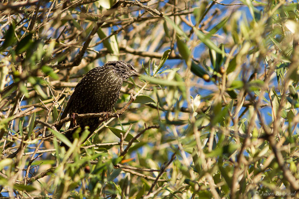 Étourneau sansonnet — Sturnus vulgaris Linnaeus, 1758, (L'Île-Rousse (2B), France, le 13/09/2019)