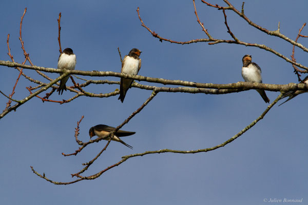 Hirondelle rustique — Hirundo rustica Linnaeus, 1758