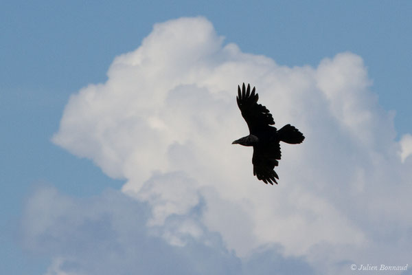 Grand Corbeau — Corvus corax Linnaeus, 1758, (Pihourc, Lieoux (31), France, le 21/05/2018)