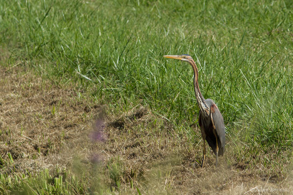 Héron pourpré — Ardea purpurea Linnaeus, 1766, (Saint-Thomas-de-Conac (17), France, le 21/06/2018)