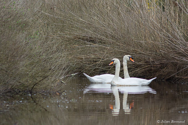 Cygne tuberculé — Cygnus olor (Gmelin, JF, 1789), (réserve ornithologique du Teich (33), France, le 23/01/2018)