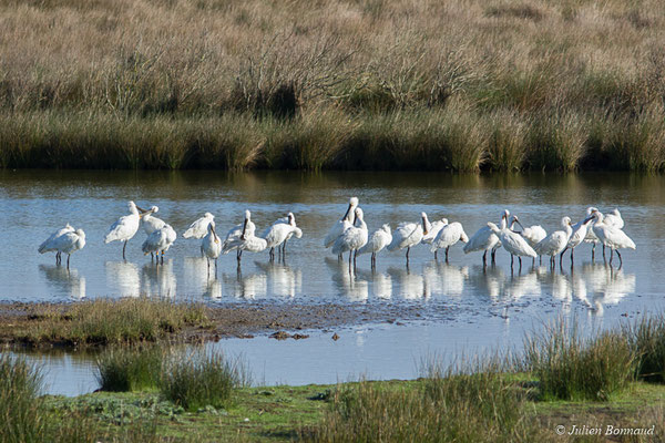 Spatule blanche — Platalea leucorodia Linnaeus, 1758, (adultes) (réserve ornithologique du Teich (33), France, le 24/01/2018)