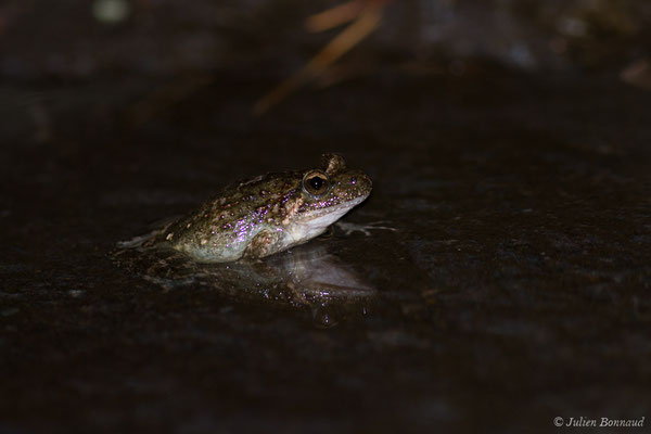 Discoglosse Corse — Discoglossus montalentii Lanza, Nascetti, Capula & Bullini, 1984