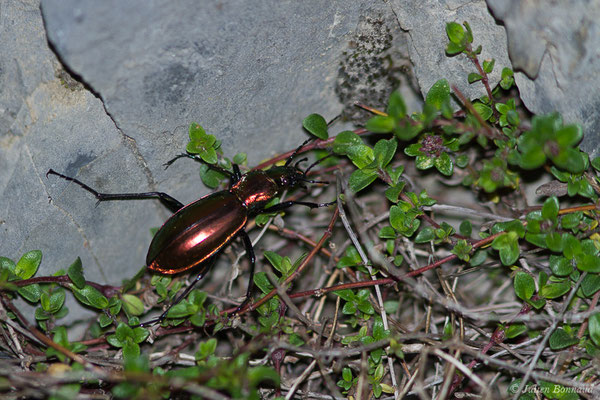 Carabe splendide (Carabus splendens) (La Pierre Saint-Martin (64), France, le 18/05/2020)