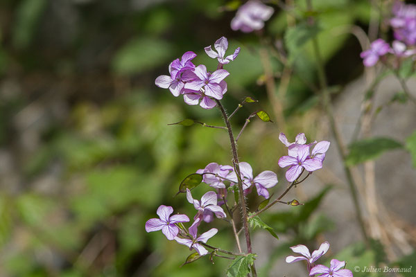 Monnaie-du-Pape, Lunaire annuelle – Lunaria annua L., 1753, (Etsaut (64), France, le 19/04/2021)