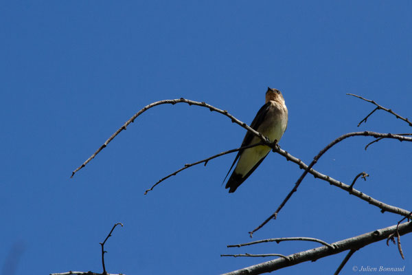 Hirondelle à gorge rousse — Stelgidopteryx ruficollis (Vieillot, 1817)