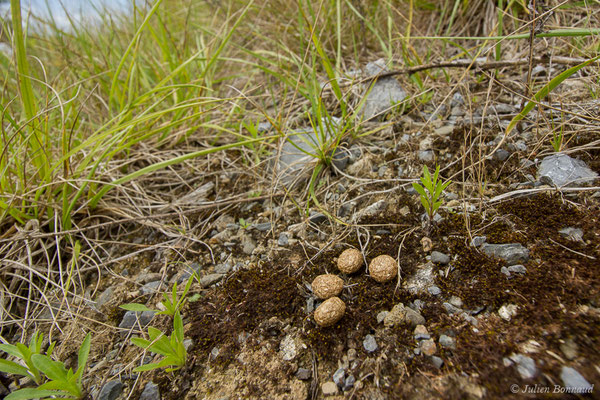 Lièvre d'Europe — Lepus europaeus Pallas, 1778, (laissée) (Adé (65), France, le 01/07/2021)