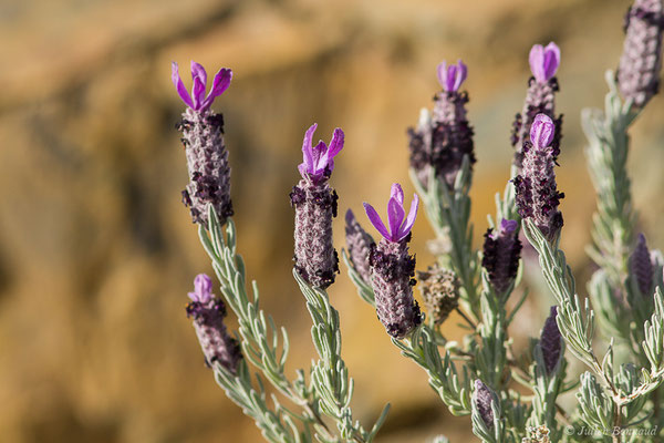 Lavande papillon, Lavande stoechade— Lavandula stoechas L., 1753, (Notre-Dame du Mai, Six-Fours-les-Plages (83), France, le 02/02/2021)