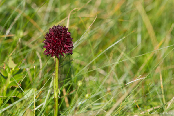 Nigritelle d'Autriche — Gymnadenia nigra subsp. austriaca (Teppner & E.Klein) Teppner & E.Klein, 1998