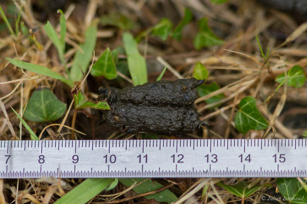Hérisson d'Europe – Erinaceus europaeus Linnaeus, 1758, (Biarritz (64), France, le 18/05/2021)