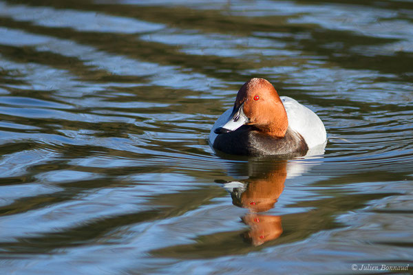 Fuligule milouin — Aythya ferina (Linnaeus, 1758), (mâle en plumage nuptial) (Parc écologique Plaiaundi, Irun, Espagne, le 20/12/2020)