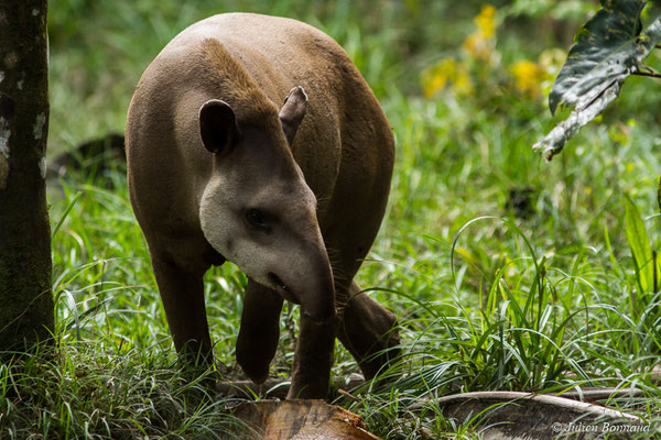 Tapir (Tapirus terrestris) (Zoo de Guyane, Montsinéry, le 09/07/2017)