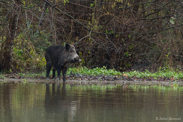 Sanglier — Sus scrofa Linnaeus, 1758, (Saligue d'Artix (64), France, le 09/12/2020)