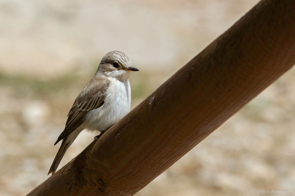 Gobemouche tyrrhénien — Muscicapa tyrrhenica Schiebel, 1910