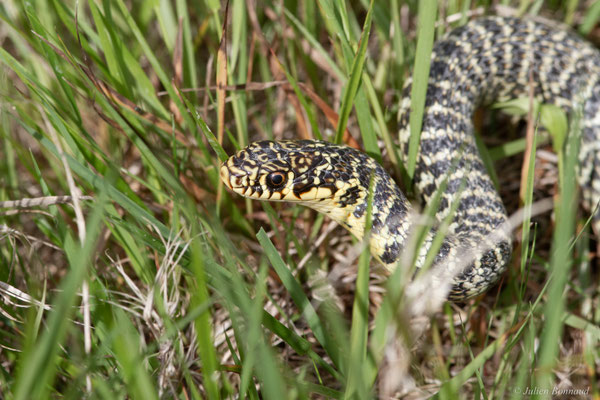 Couleuvre verte et jaune — Hierophis viridiflavus (Lacepède, 1789)