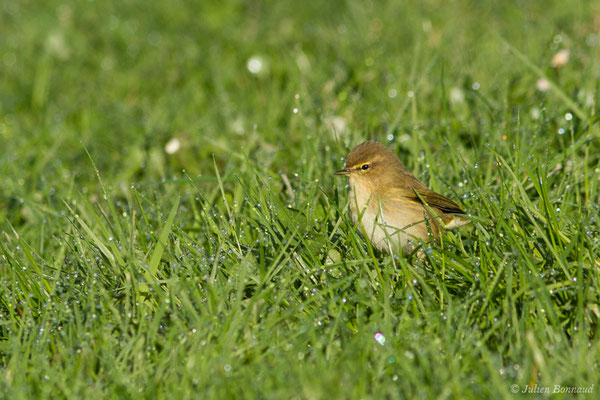 Pouillot véloce — Phylloscopus collybita (Vieillot, 1817), (Saligue d'Artix (64), France, le 05/01/2019)