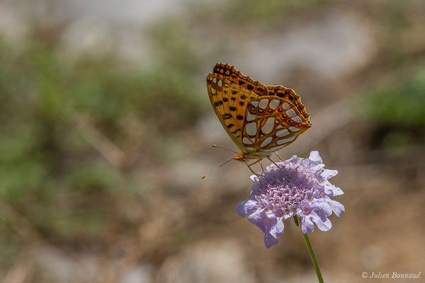 Petit nacré — Issoria lathonia (Linnaeus, 1758), (Laruns (64), France, le 03/08/2019)