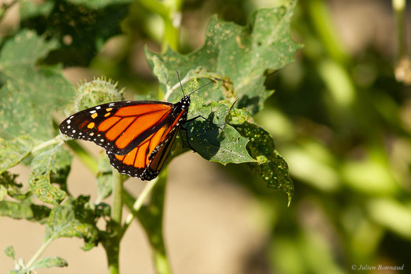 Monarque ou Monarque américain — Danaus plexippus (Linnaeus, 1758), (Tétouan (Tanger-Tétouan-Al Hoceïma), Maroc, le 27/09/2023)