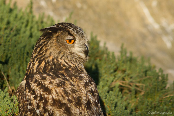 Grand-duc d'Europe — Bubo bubo (Linnaeus, 1758), (Parc ornithologique de Pont de Gau (13), France, le 20/02/2020)