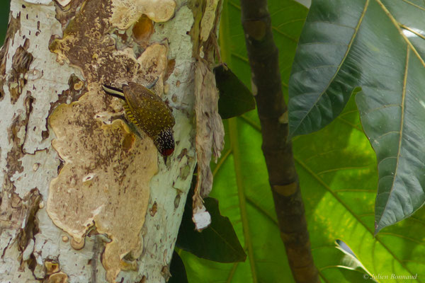 Picumne de Buffon — Picumnus exilis (Lichtenstein, 1823), (Citron, Saint-Laurent du Maroni, Guyane, le 10/08/2016)