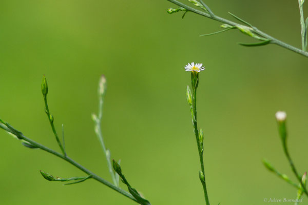 Aster subulé — Symphyotrichum subulatum (Michx.) G.L.Nesom, 1995, (Saint-Jean-de-Luz (64), France, le 15/09/2023)