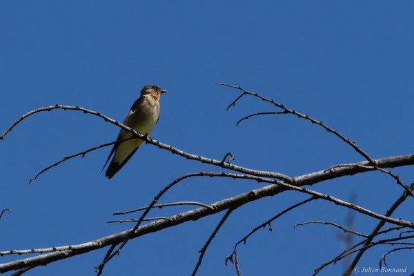 Hirondelle à gorge rousse — Stelgidopteryx ruficollis (Vieillot, 1817)