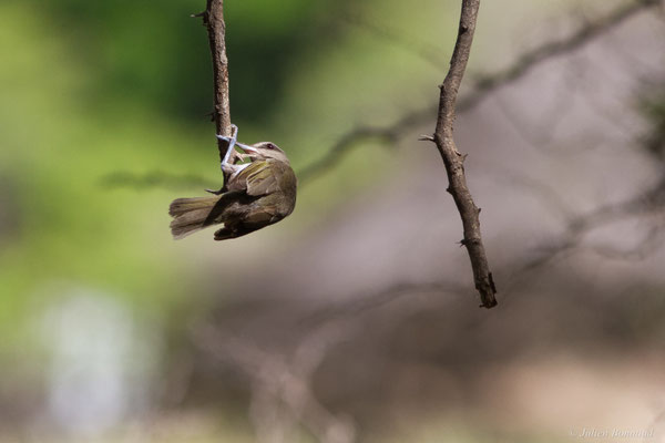Viréo à moustaches — Vireo altiloquus (Vieillot, 1808)