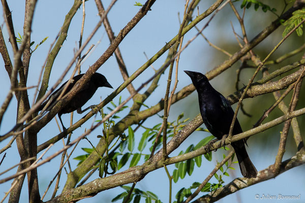 Vacher luisant (Molothrus bonariensis) (mâle adulte) (La Césaré, Macouria, le 13/09/2017)