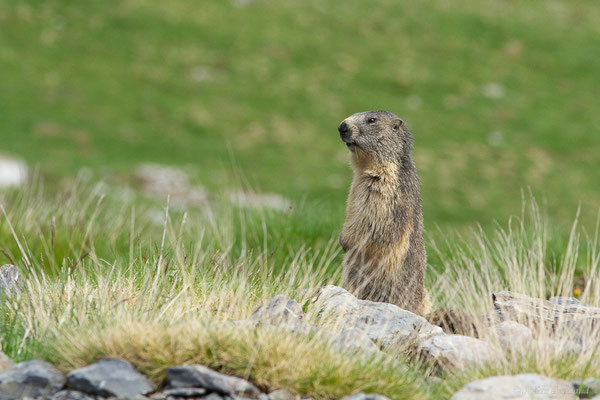 Marmotte des Alpes, Marmotte — Marmotta marmotta (Linnaeus, 1758), (Station de ski de La Pierre Saint-Martin, Arette (64), France, le 30/05/2022)
