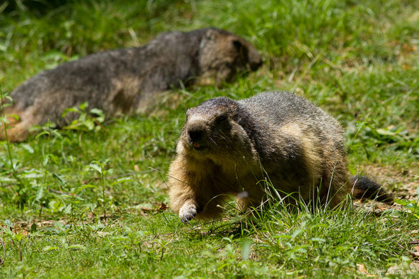 Marmotte des Alpes, Marmotte — Marmotta marmotta (Linnaeus, 1758), (Parc animalier des pyrénées, Argelès-Gazost (65), France, le 15/07/2018)