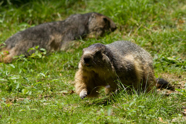 Marmotte des Alpes, Marmotte — Marmotta marmotta (Linnaeus, 1758)