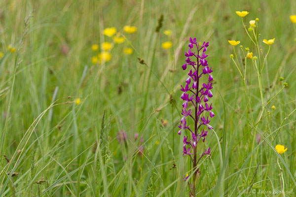 Orchis à fleurs lâches — Anacamptis laxiflora (Lam.) R.M.Bateman, Pridgeon & M.W.Chase, 1997