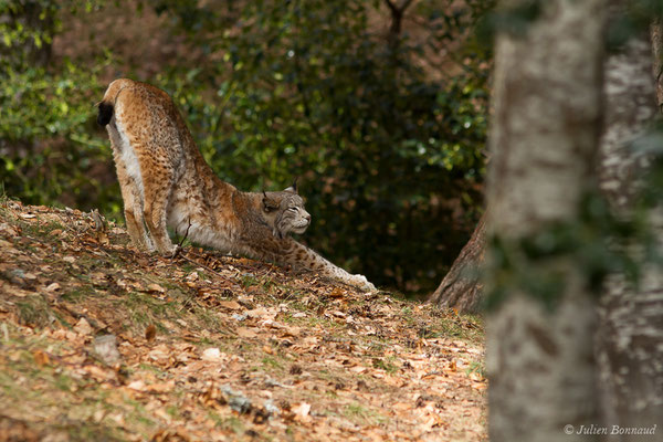 Lynx boréal – Lynx lynx (Linnaeus, 1758), (Parc faunistique Lacuniacha, Huesca, Espagne, le 09/02/2020)