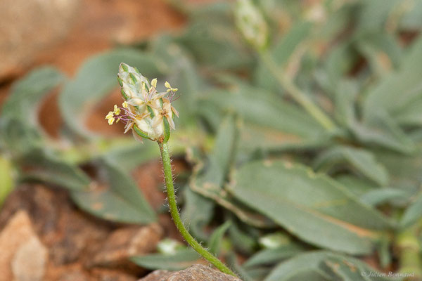 Plantain amplexicaule — Plantago amplexicaulis Cav., (Douar Draoua (Marrakech-Tensift -Al Haouz), Maroc, le 19/02/2023)