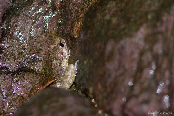 Discoglosse Corse — Discoglossus montalentii Lanza, Nascetti, Capula & Bullini, 1984