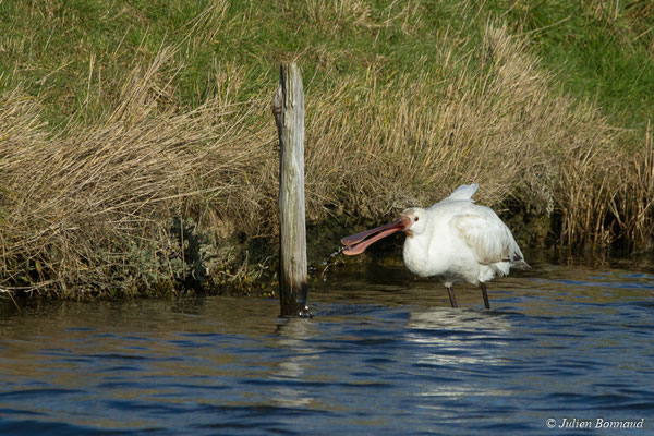 Spatule blanche — Platalea leucorodia Linnaeus, 1758, (juvénile) (marais de Séné (56), France, le 05/02/2018)