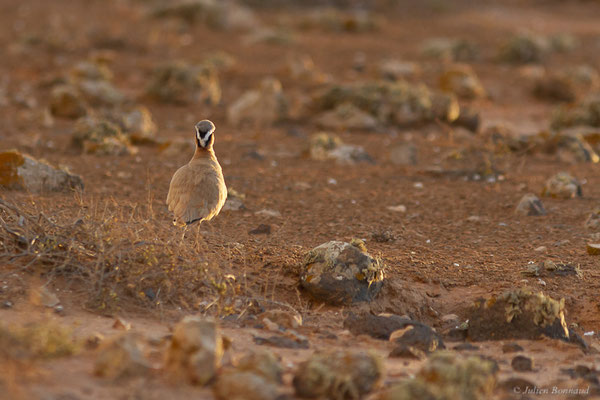 Courvite isabelle — Cursorius cursor (Latham, 1787), (Tindaya, Fuerteventura, (Iles Canaries, Espagne), le 19/02/2022)
