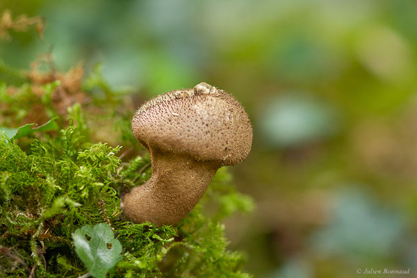 Vesse de loup perlée — Lycoperdon perlatum Pers., 1796, (Mendive (64), France, le 25/10/2022)