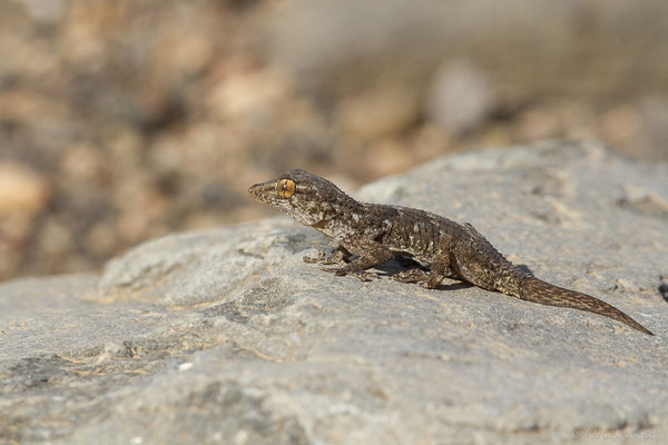Tarente des Canaries orientales — Tarentola angustimentalis Steindachner, 1891