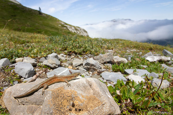 Lézard vivipare de Lantz — Zootoca vivipara louislantzi (Arribas, 2009)