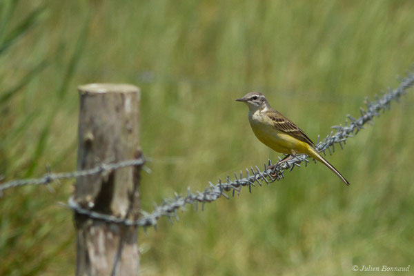 Bergeronnette printanière — Motacilla flava Linnaeus, 1758, (Saint-Thomas-de-Conac (17), France, le 21/06/2018)