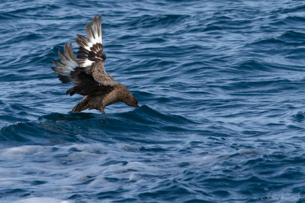 Grand Labbe — Stercorarius skua (Brünnich, 1764), (Saint-Jean-de-Luz (64), France, le 17/10/2020)