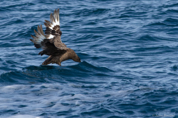 Grand Labbe — Stercorarius skua (Brünnich, 1764)