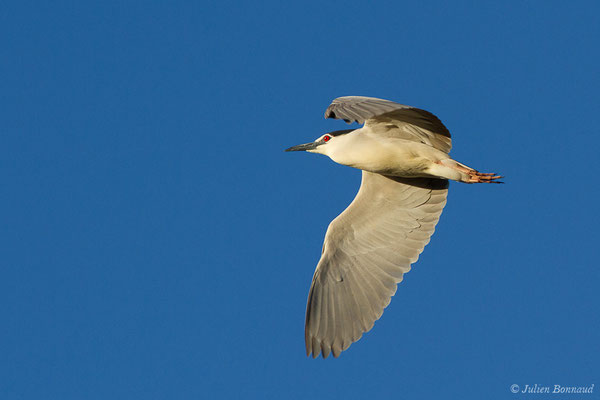 Bihoreau gris — Nycticorax nycticorax (Linnaeus, 1758)