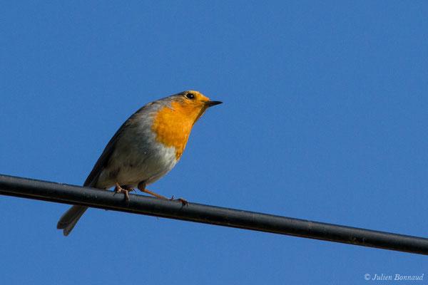 Rougegorge familier — Erithacus rubecula (Linnaeus, 1758), (Bidart (64), France, le 23/10/2018)