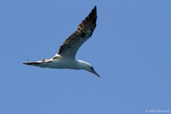 Fou de Bassan – Morus bassanus (Linnaeus, 1758), (Sagres (Vila do Bispo), (Algarve), Portugal, le 31/08/2018)