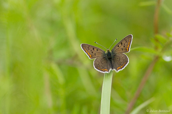 Cuivré fuligineux — Lycaena tityrus (Poda, 1761), (mâle) (Uzein (64), France, le 18/04/2019)