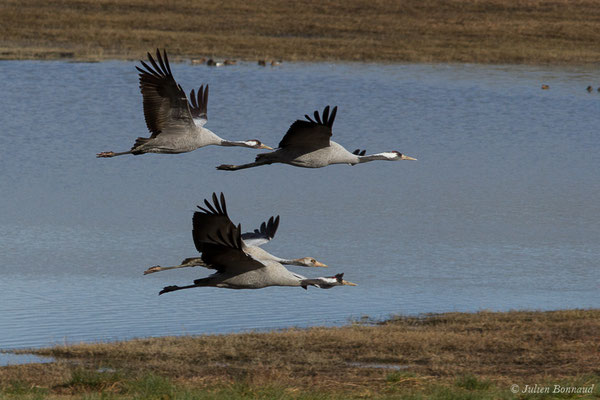 Grue cendrée – Grus grus (Linnaeus, 1758), (réserve des barthes de Saint-Martin-de-Seignanx (64), France, le 19/01/2019)